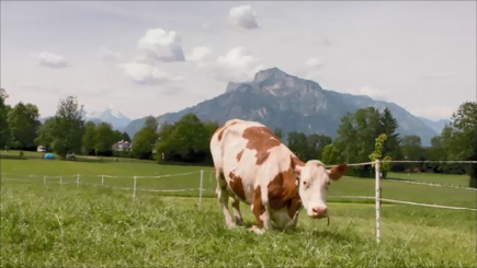 Kuh auf der Weide vor Bergen: Tierwohl bei SalzburgMilch